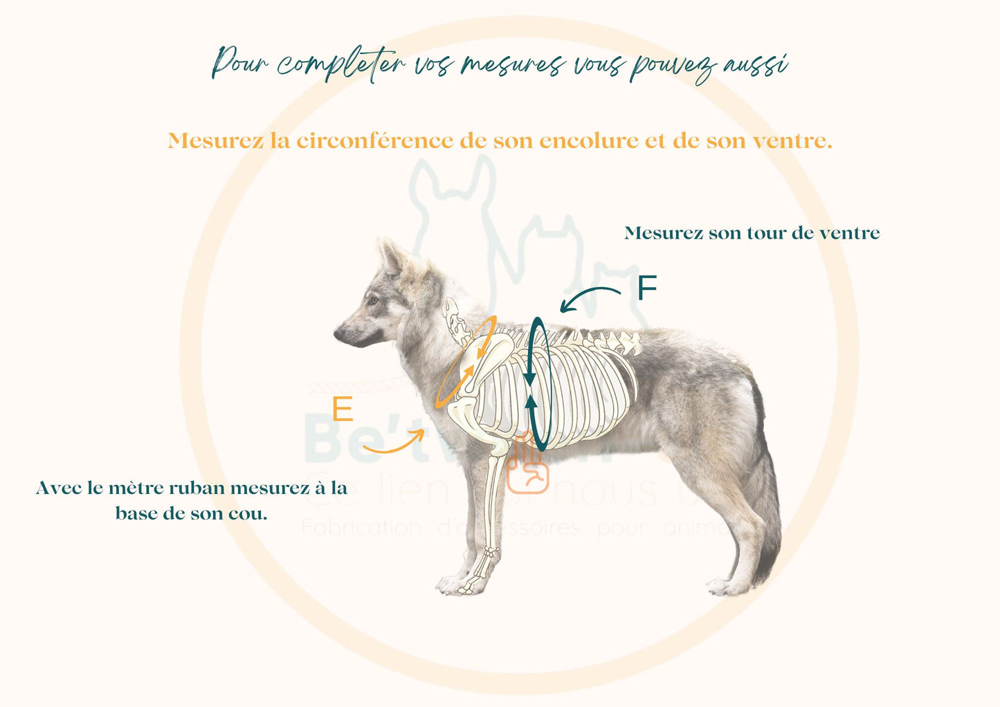 🦛 Harnais biothane HYPPO BOUE - sangle 38 mm de largeur