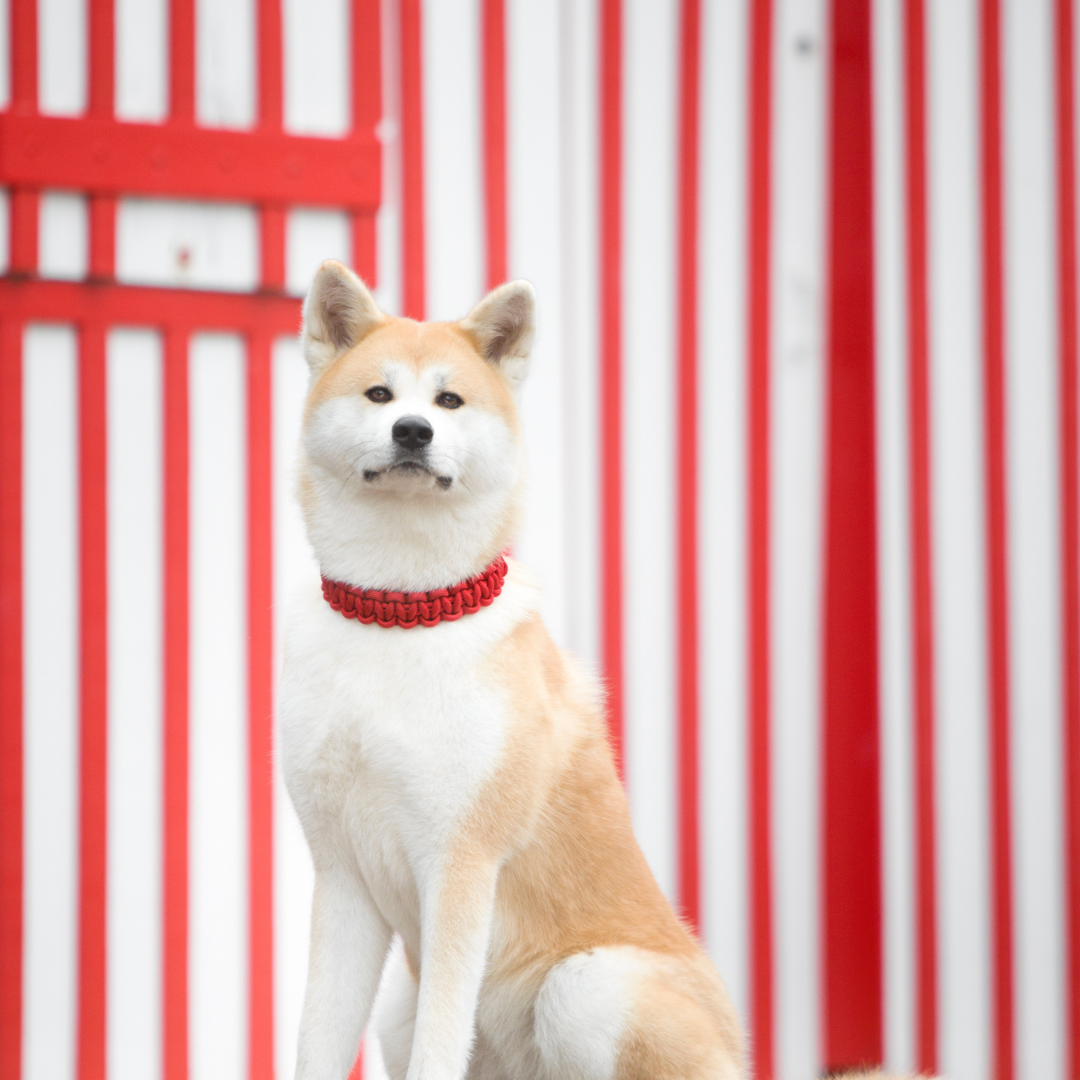 🌎 Collier ATLAS  - paracorde