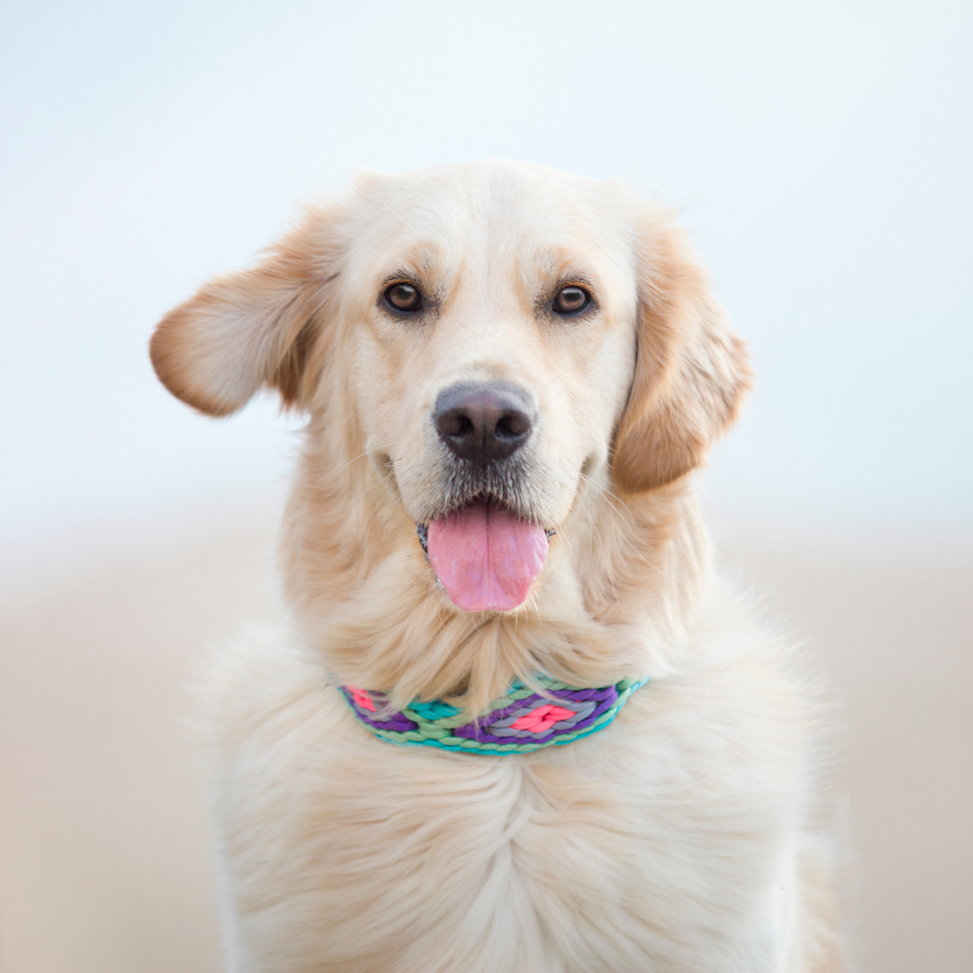 🌿 Collier ERYNDOR - paracorde