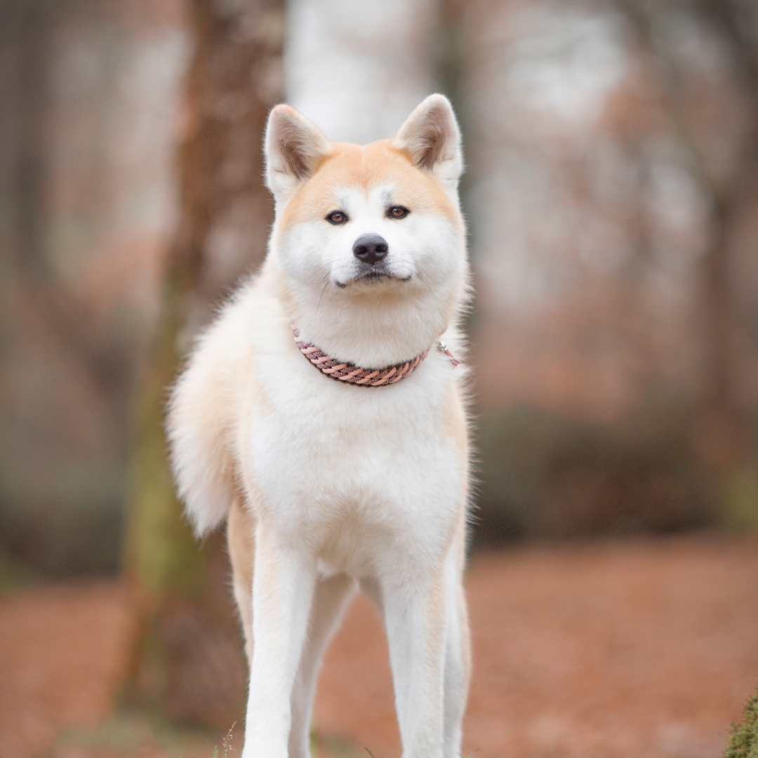 🌊 Collier KAÏRA - paracorde