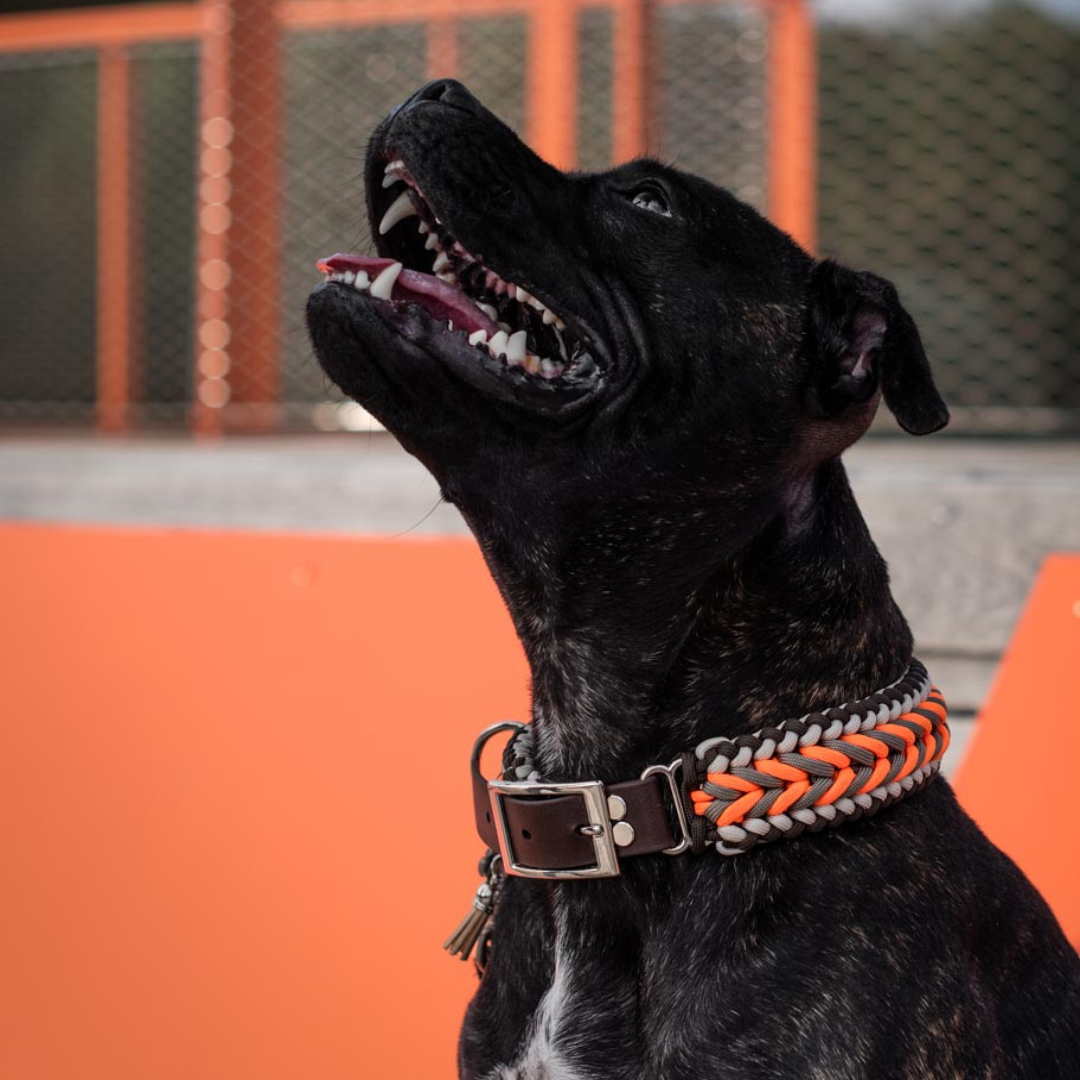 🌲 Collier ARDEN  - paracorde