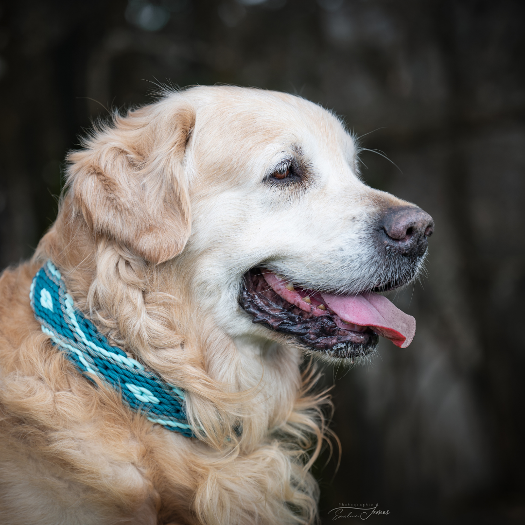 🐍 Collier AMARU - paracorde