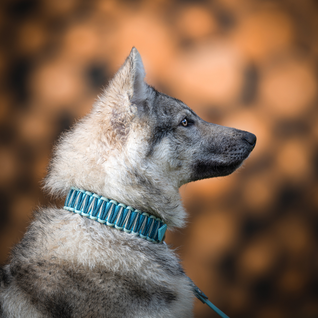 🌿 Collier ORYA- Biothane paracorde