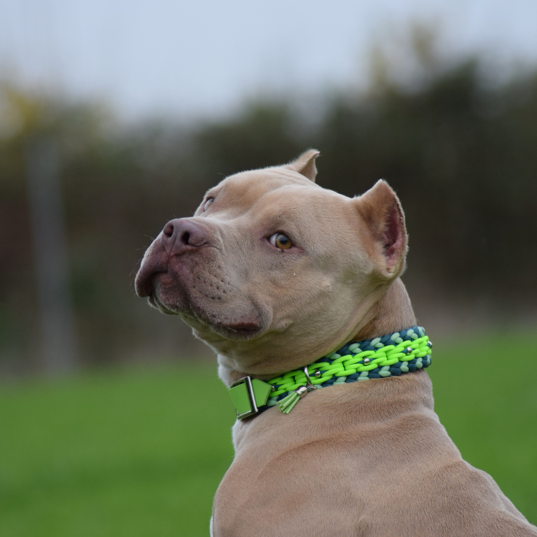 🌊 Collier NEREIS paracorde