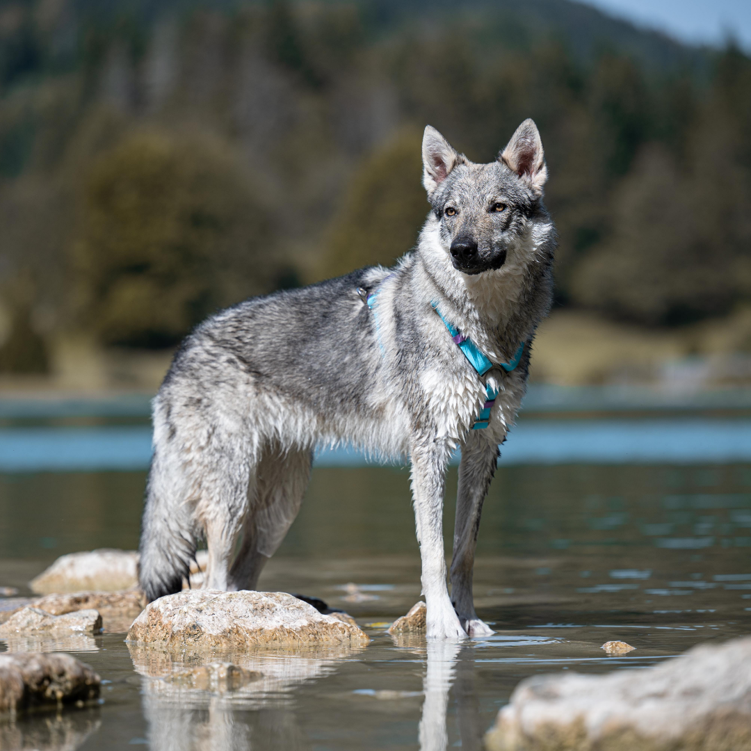 🐊 Harnais biothane CROC BOUE - sangle de 25 mm de largeur