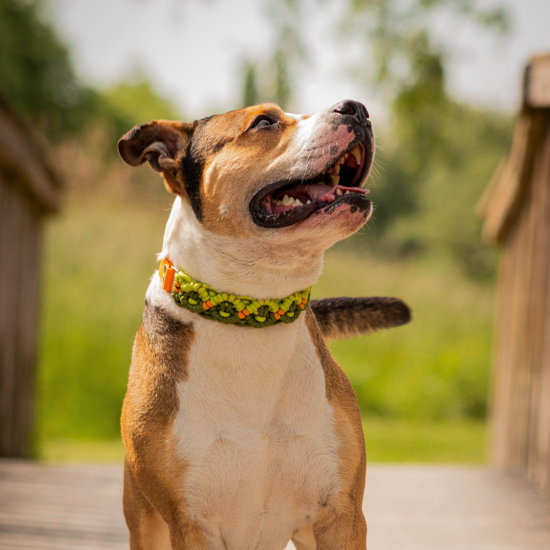 🧚‍♀️ Collier NYMERIA  - paracorde