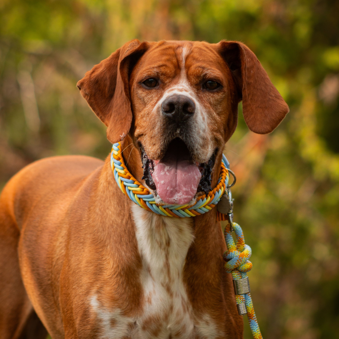 🌊 Collier NEREE - paracorde