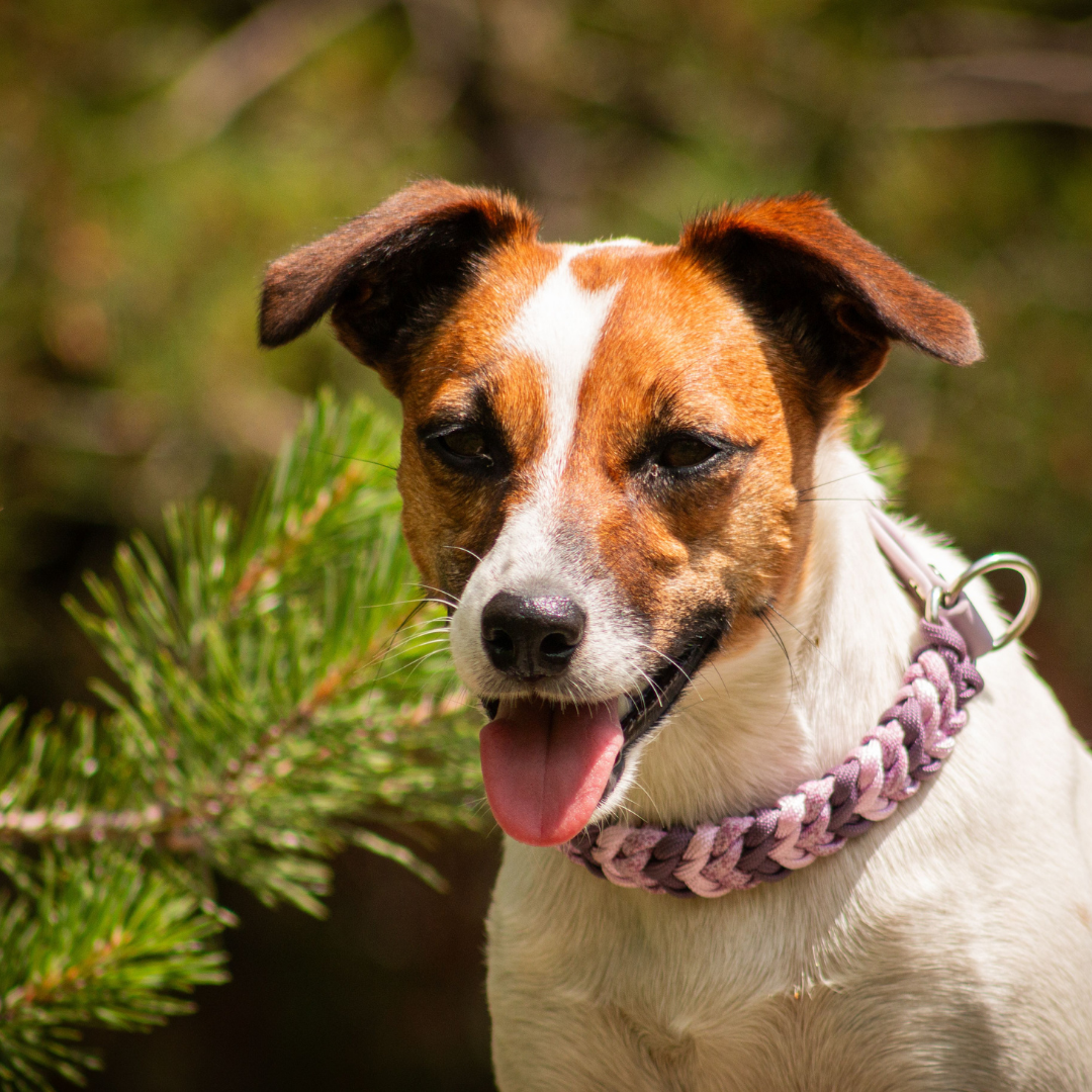 🌅 Collier LUMEN  - paracorde