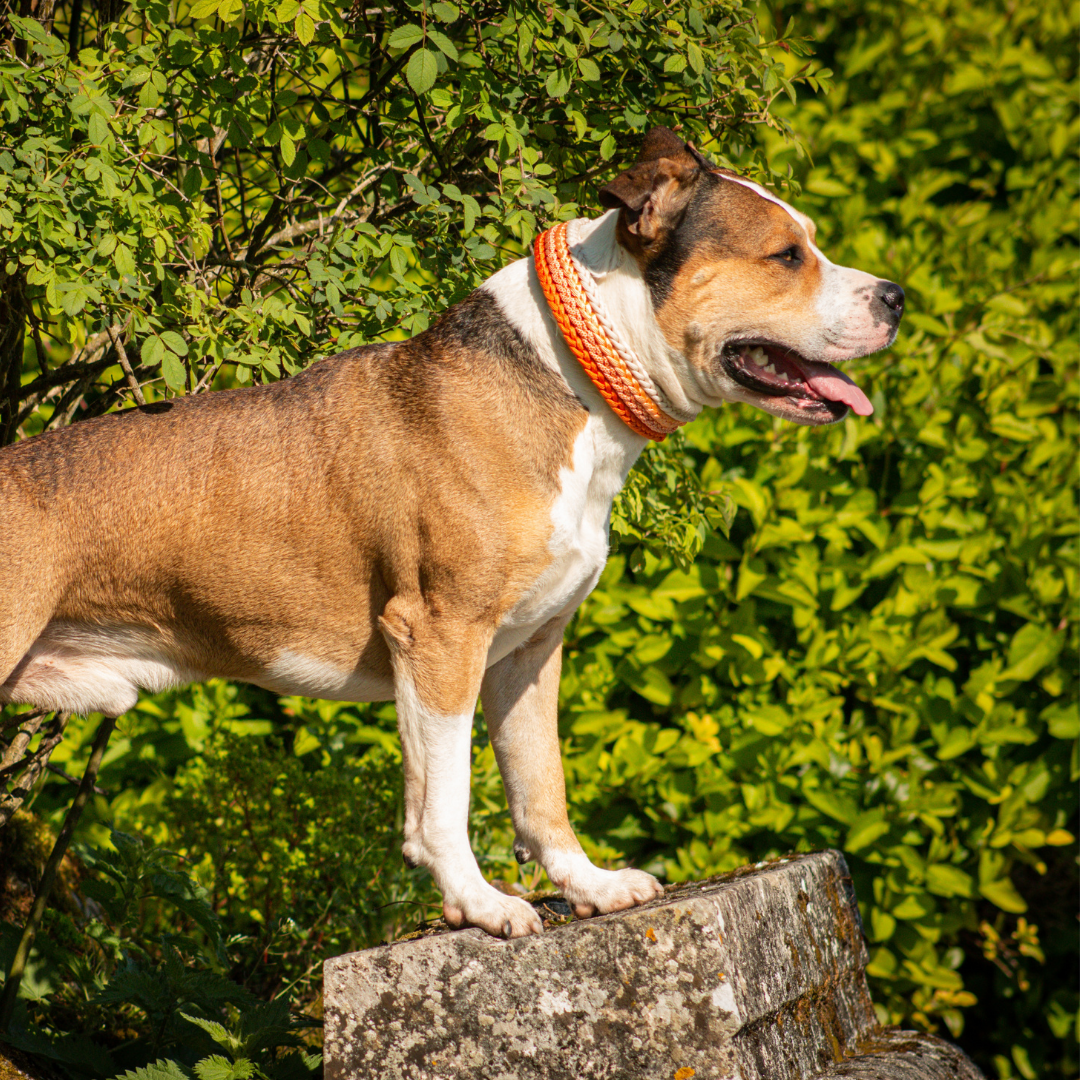 🪸 Collier CORAIL - paracorde