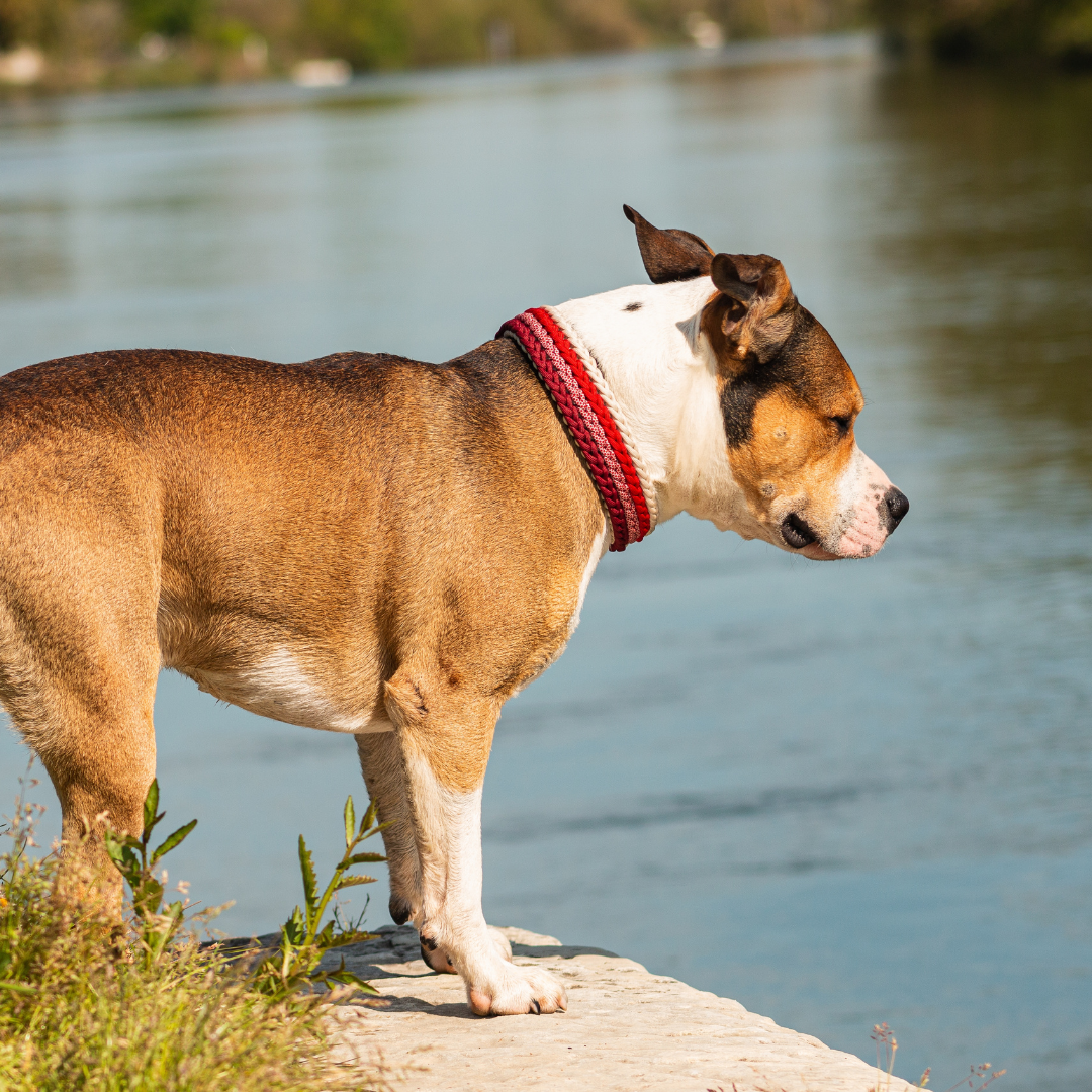 🪸 Collier CORAIL - paracorde