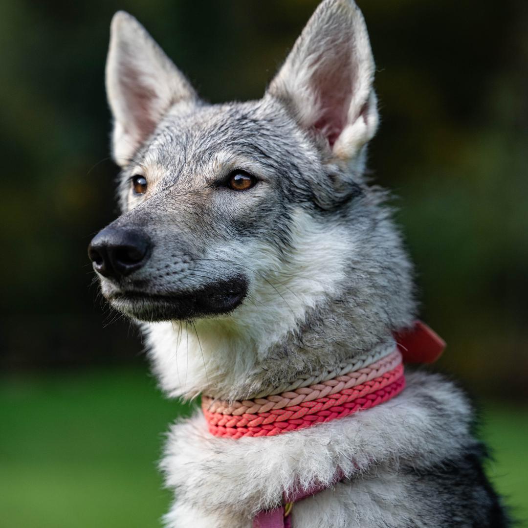 🪸 Collier CORAIL - paracorde