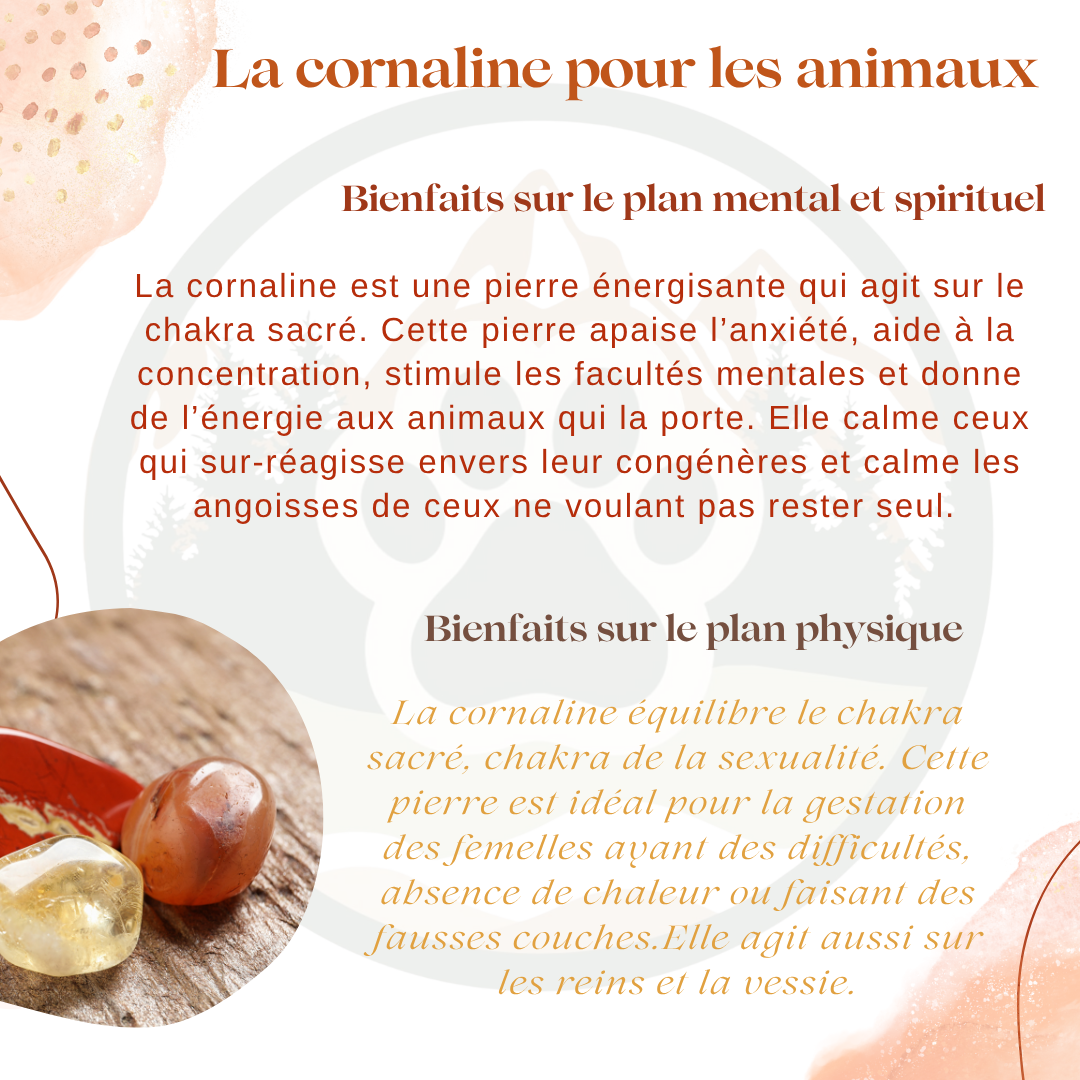 Pendentif en Cornaline — Vitalité & motivation