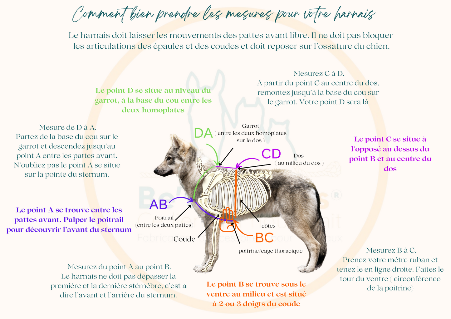 🦛 Harnais biothane HYPPO BOUE - sangle 38 mm de largeur