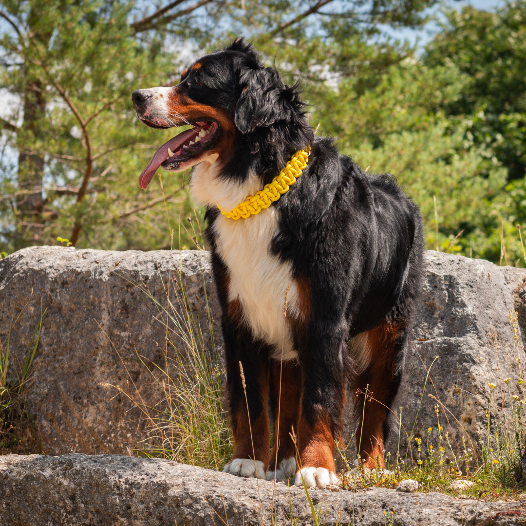 🌎 Collier ATLAS  - paracorde